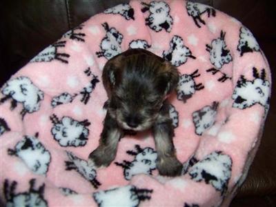Puppies in GA